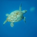 Sea-Turtle-Caretta